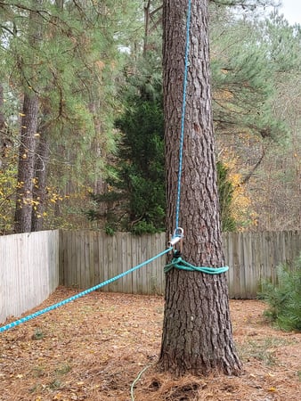 Images Carolina Tree Experts