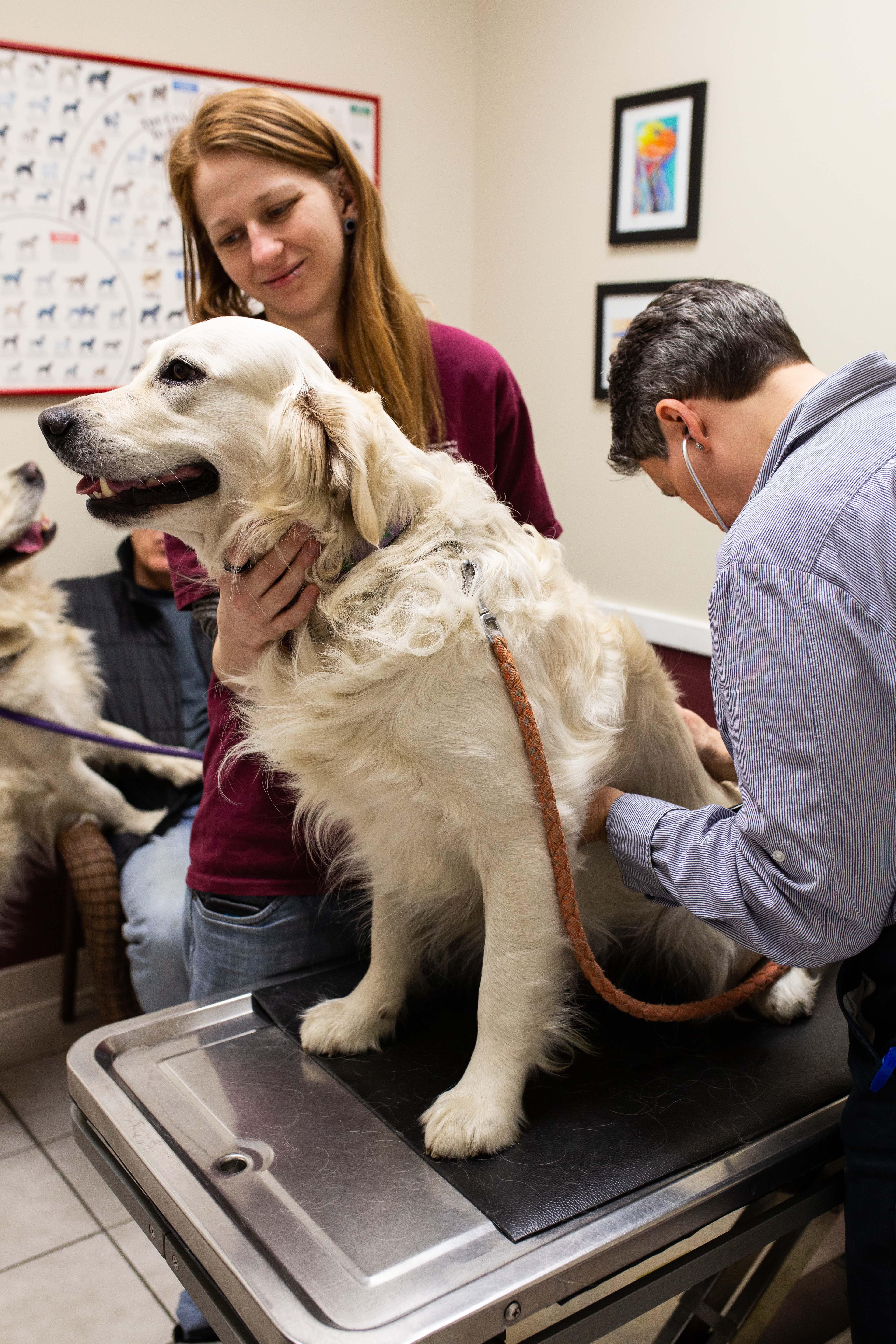 Bay Ridge Animal Hospital Photo