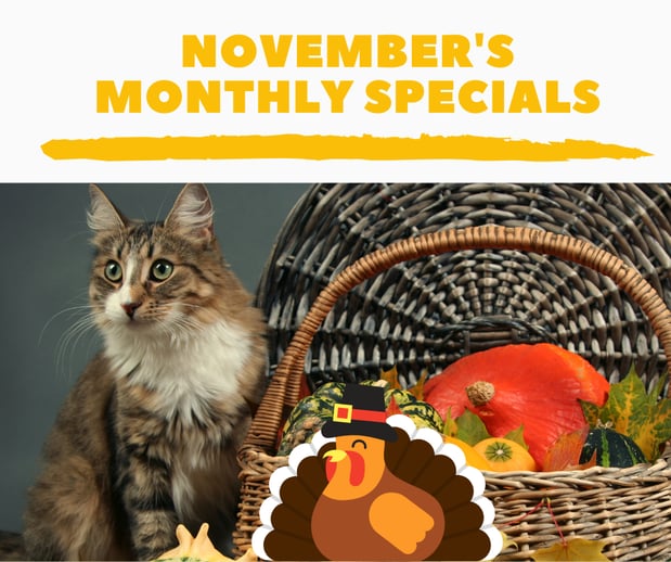 Images Mainstreet Veterinarians of Stone Mountain