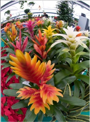 Images M B Garden