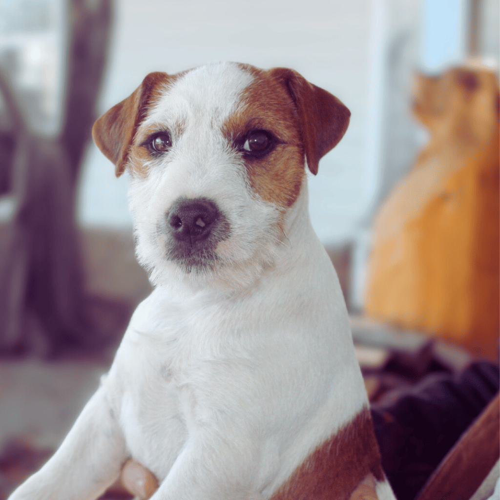 British Grit Jack Russell Terriers Logo