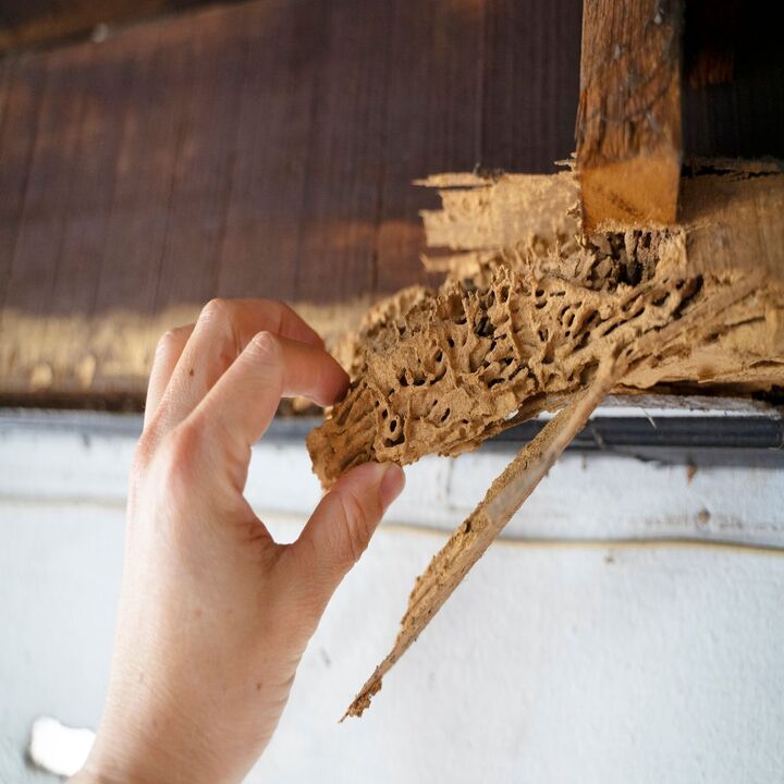 Images EnFocus Pest Prevention
