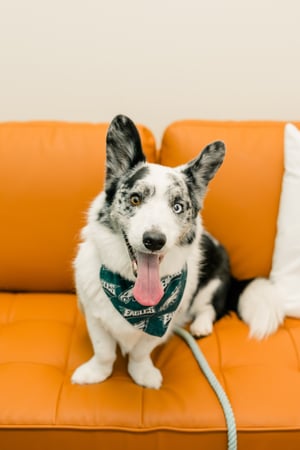Images PetVet365 Pet Hospital Pittsburgh / South Hills