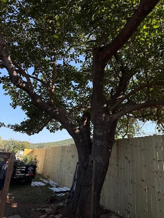 Images Twisted Oaks Tree Services LLC