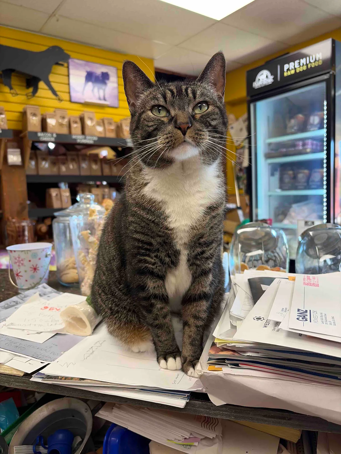 Image of Local Pet Event Holiday Hours Nearby