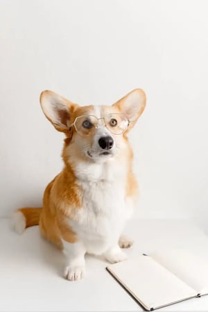 Images Door to Door Pet Delivery