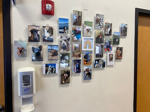 Images VCA Animal Care Center of Chicago