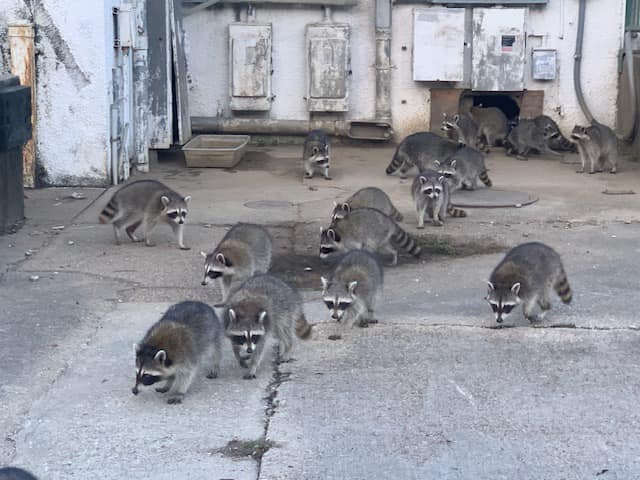 Images JPC Exterminating, LLC