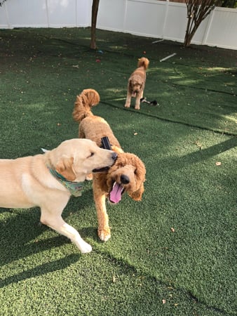 Images Wag Watchers DayCare & Spa