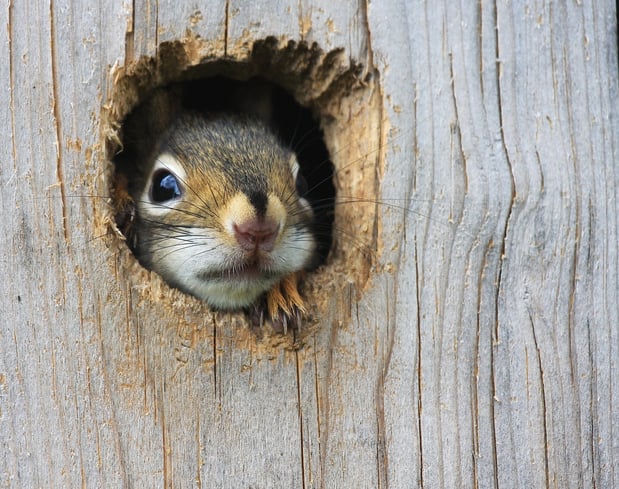 Images Squirrelly Home Solutions LLC