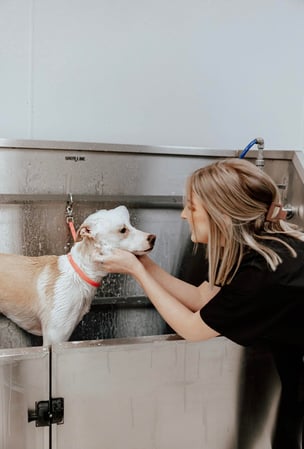 Images Pawsitively Purfect Salon