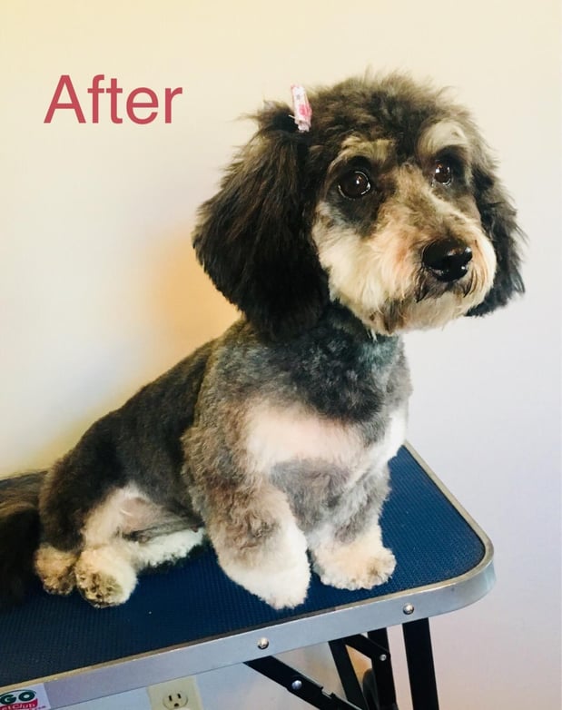 Images Pet, Rinse, Repeat Grooming, Mobile, Salon & Boarding