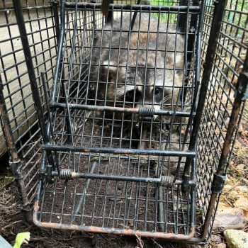 Humane raccoon trapping removal OH