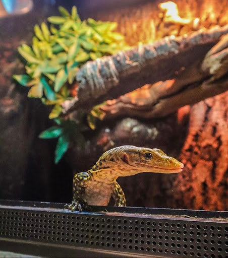 Images Cold Blooded Kingdom