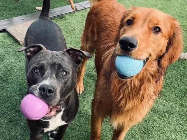 Images Creature Comforts Veterinary Resort and Suites, Inc.