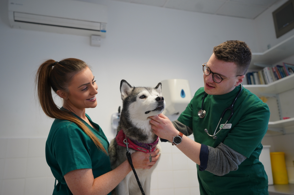 Images Streatham Hill Veterinary Surgery