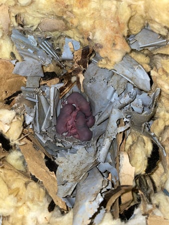 Images Green Rodent Restoration