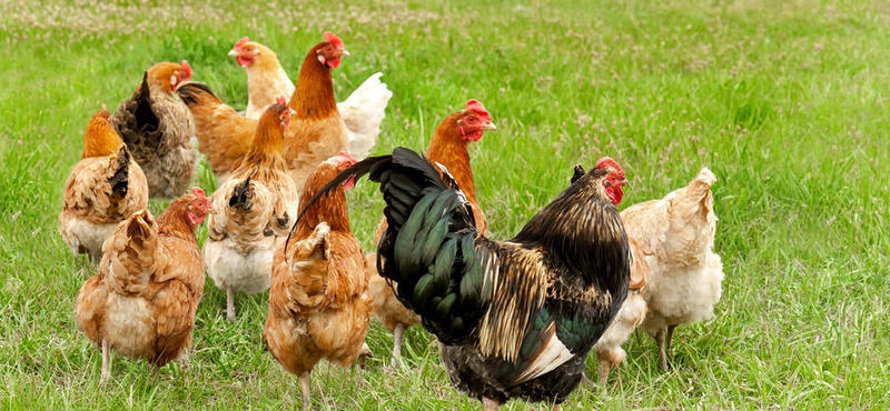 Images Azienda Agricola La Vecchia Fattoria