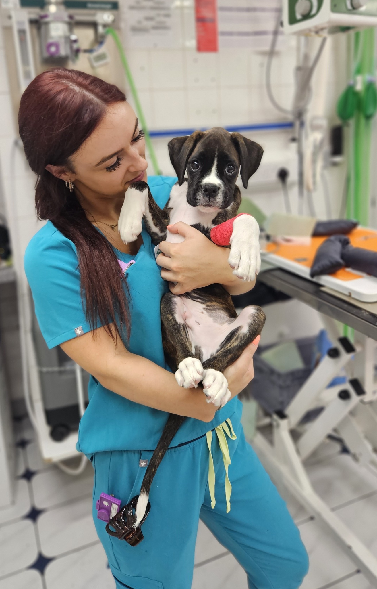 Images Streatham Hill Veterinary Surgery
