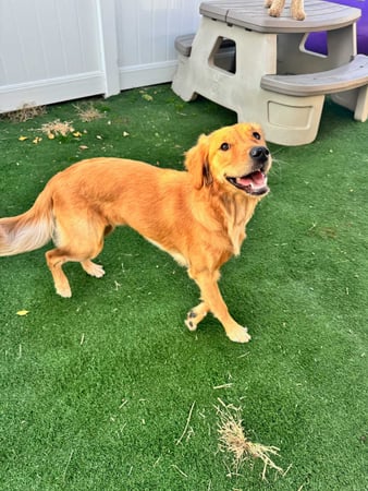 Images Bubble Puppy Swim & Playhouse