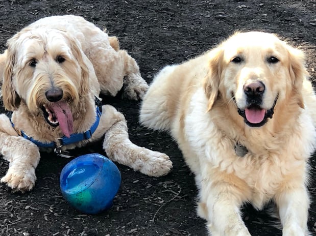 Images Tails Up Pet Care