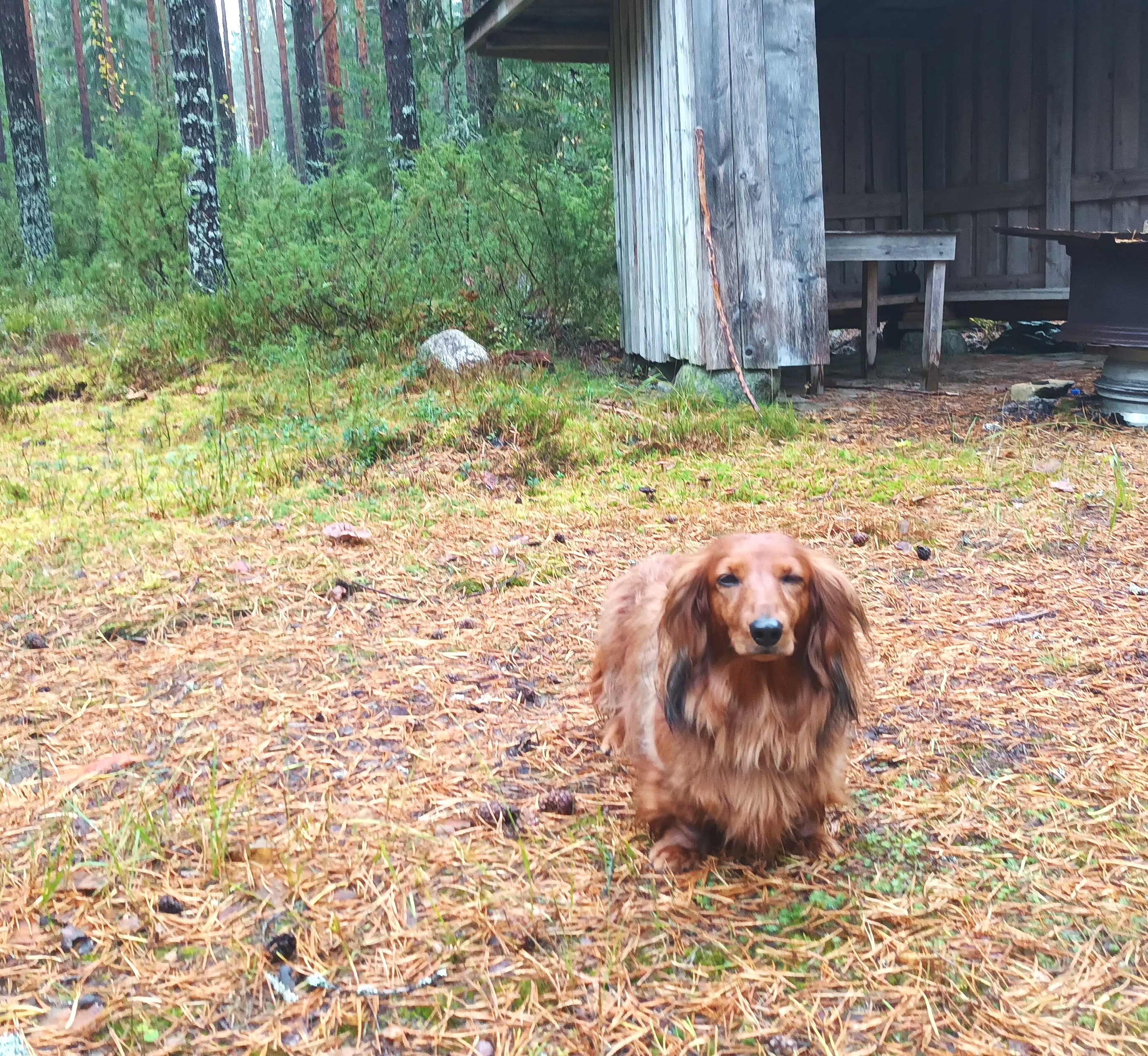 Images Taivallahden Tassut