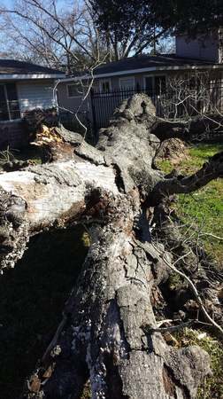 Images TNT Tree Service
