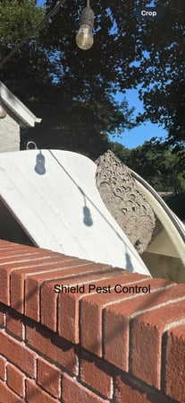 Images Shield Pest Control