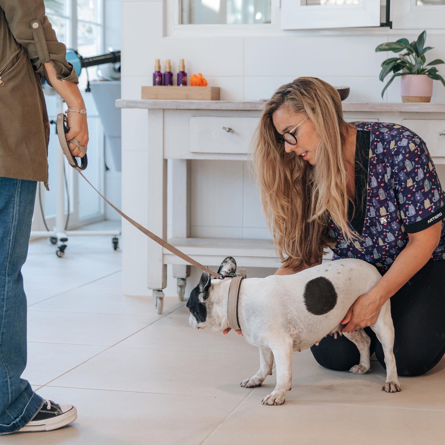 Images The Black Poodle Groom & Care S.L.