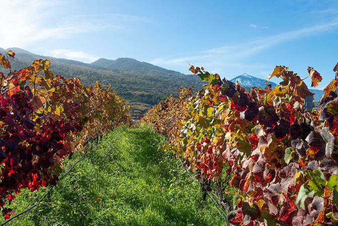 Images Bodega Viña Estévez