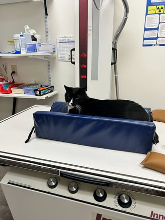 Images VCA AVH Animal Hospital
