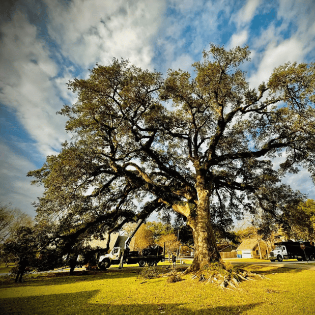 Images Green Leaf Tree Service