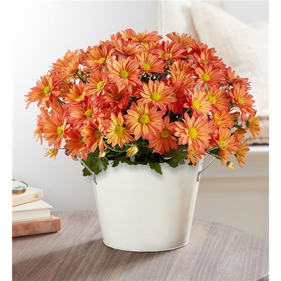 Create a gorgeous autumn display with our abundant orange mum plant.