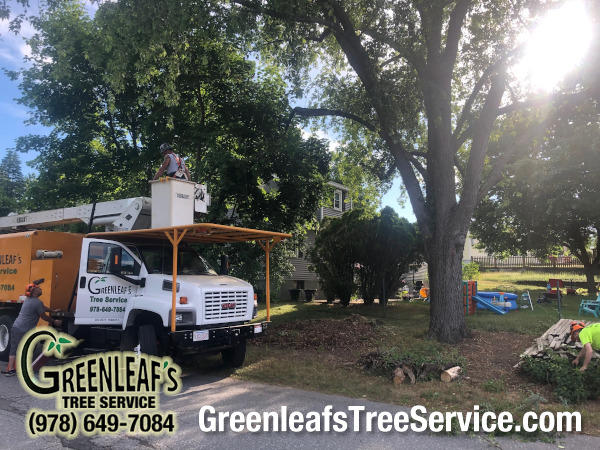 Greenleaf's Tree Service Photo