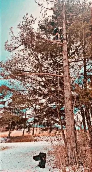 Knock On Wood Tree Service LLC Image