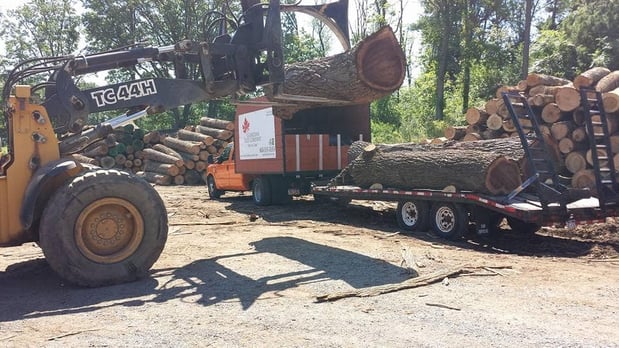 Images Guardian Tree Company