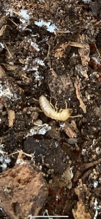 Images Precision Pest Control LLC