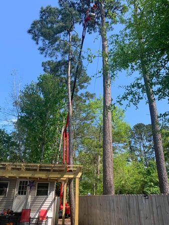 Images A Cut Above Tree Experts