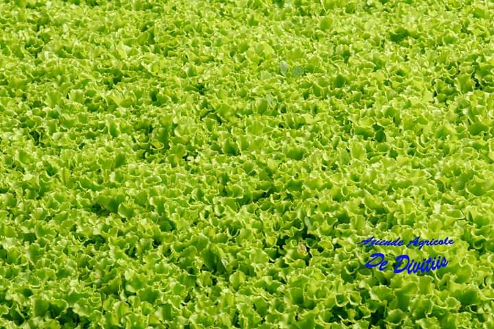 Images Aziende Agricole De Divitiis