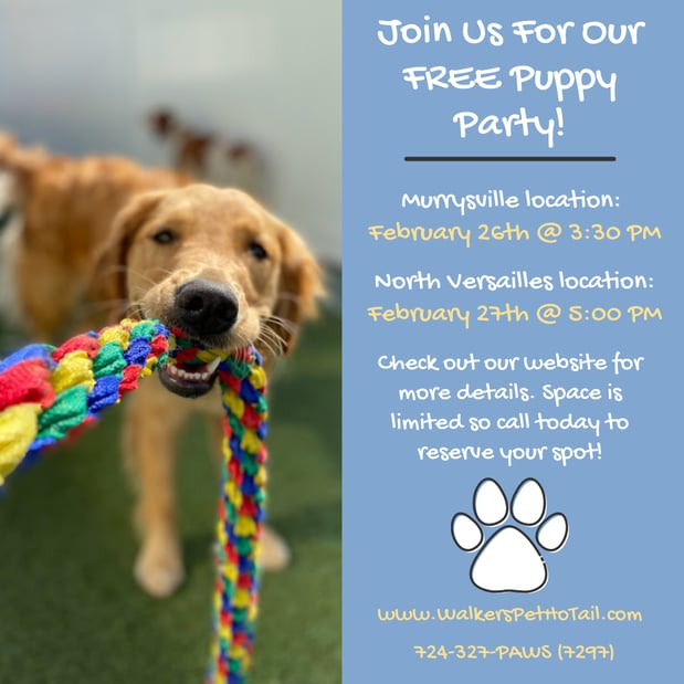 Images Walkers Pet HoTail Pet Care Center