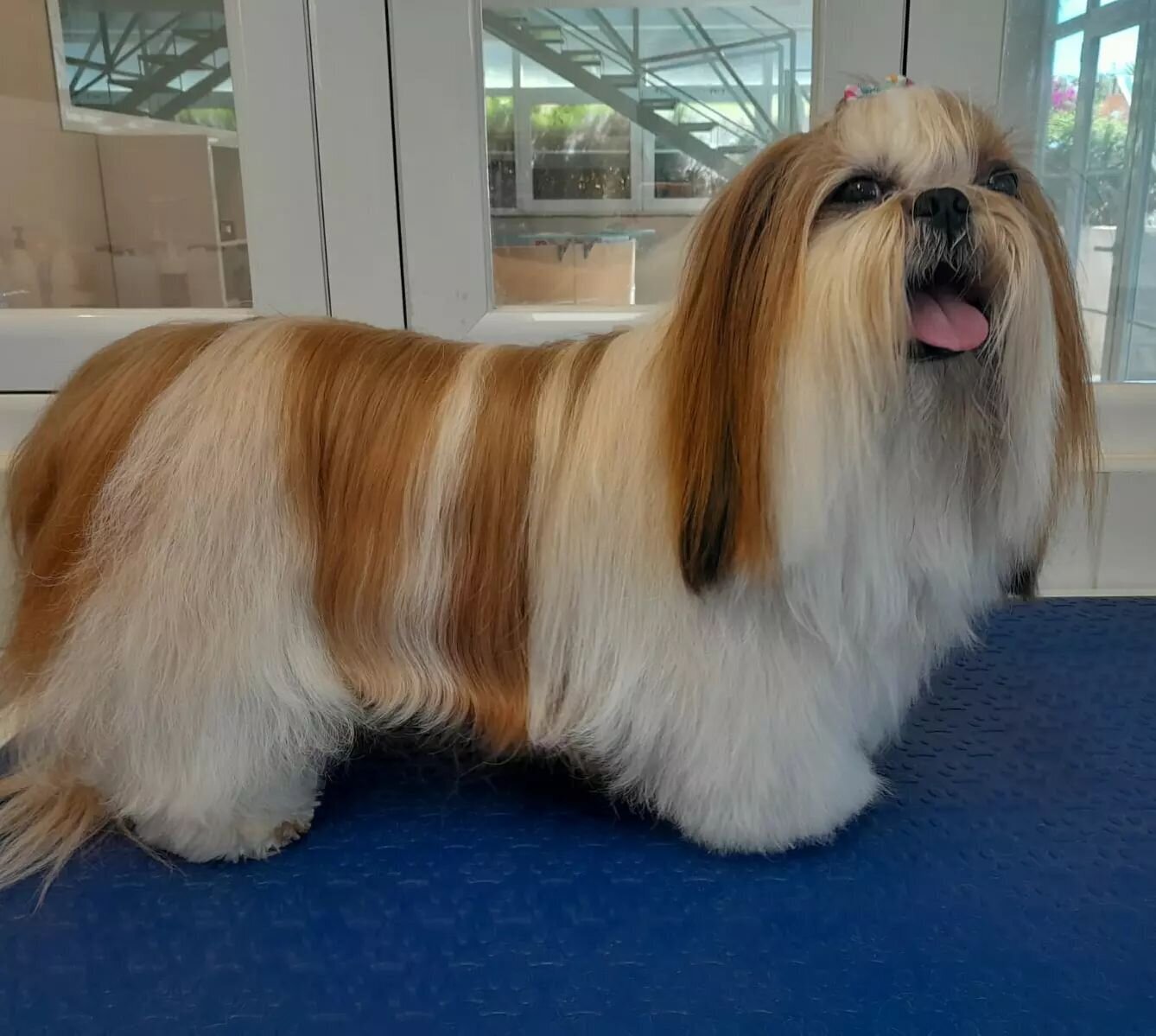 Images The Black Poodle Groom & Care S.L.