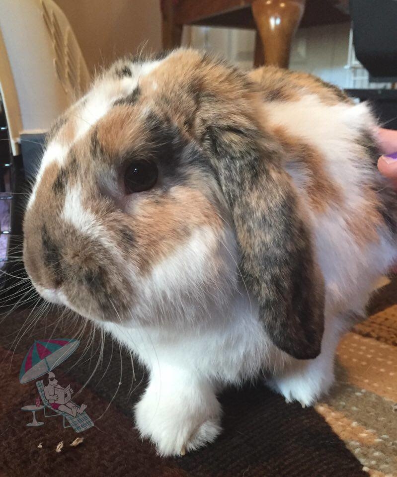 Sweet little Thumper is a fun guy to spend time with!