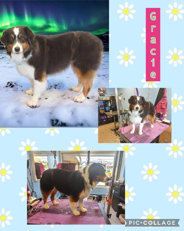 Images Miss Molly's Lap of Luxury Grooming Salon