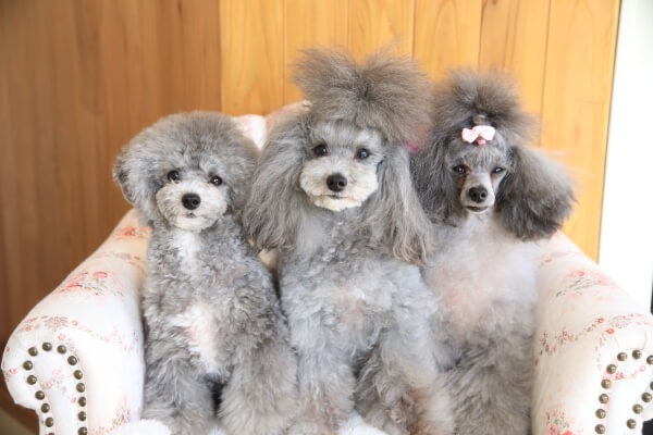 Images わんわんスタイルANNE