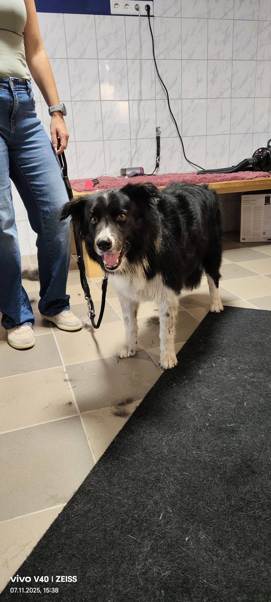 Bild 4 von Funny Crazy Dogs - Hundesalon