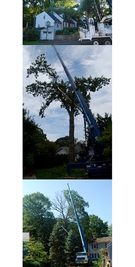 Images Amoroso Tree Service Inc