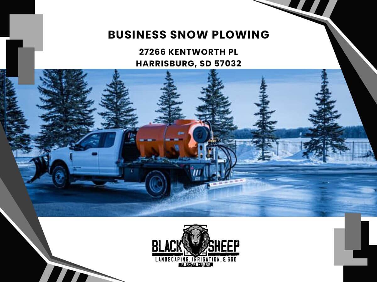 Black Sheep Landscape Image