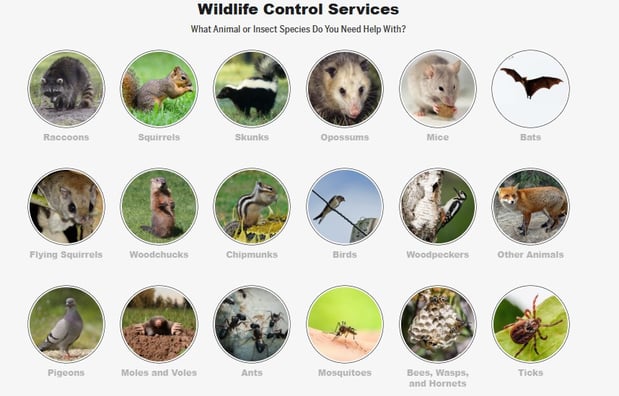 Images ABC Humane Wildlife Control and Prevention Inc.