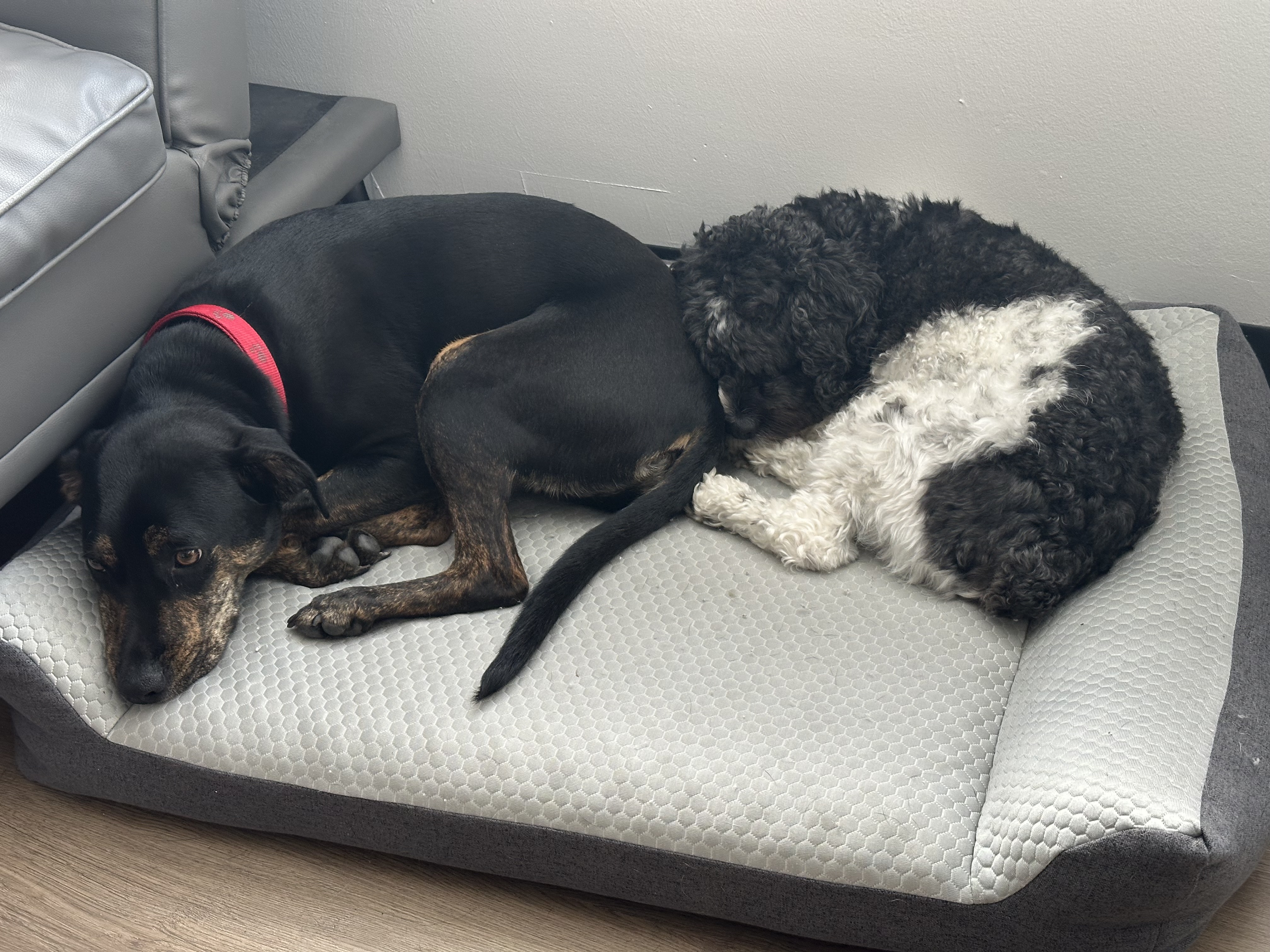 Image of two dogs. Reese (on the left) and Percy (on the right) are the office dogs that you may meet.