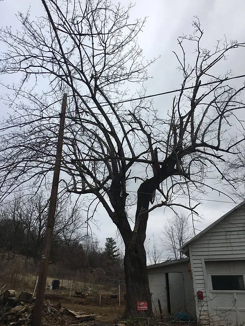 Images Greenway Tree Care